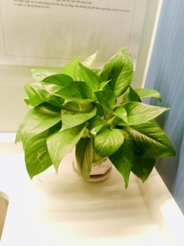 Thuê Cây Xanh Giúp Doanh Nghiệp Đạt Chuẩn Văn Phòng Xanh