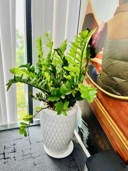 Có Nên Tự Chăm Sóc Khi Thuê Cây Xanh Văn Phòng?