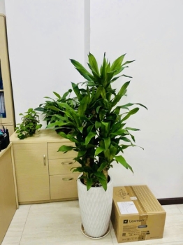 Thuê Cây Xanh Giá Rẻ: Lợi Ích Hay Rủi Ro?