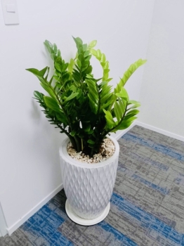 Nội Thất Xanh & Dịch Vụ Cho Thuê Cây Xanh Văn Phòng