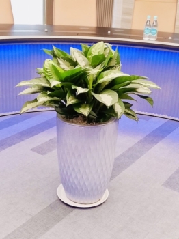 Xu Hướng Thiết Kế Văn Phòng Kết Hợp Dịch Vụ Cho Thuê Cây Xanh