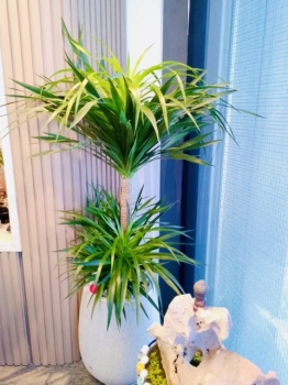 Thuê Cây Xanh Và Trải Nghiệm Nhân Sự Thế Hệ Mới