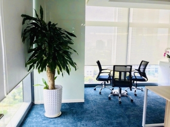 Những Điều Ít Ai Nói Về Dịch Vụ Cho Thuê Cây Xanh