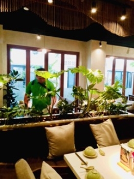 Cho Thuê Cây Xanh Trang Trí Nhà Hàng – Không Gian Xanh Sang Trọng