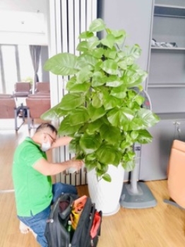 Vì Sao Văn Phòng Không Cây Xanh Sẽ Bị “Lỗi Thời” Trong Tương Lai?