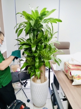 Dịch vụ cho thuê cây xanh