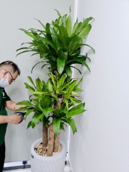 Cội Nguồn Xanh Đồng Hành Cùng Doanh Nghiệp Trong Hành Trình Xanh Hóa