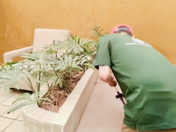 Cho Thuê Cây Xanh Lọc Không Khí Phù Hợp Văn Phòng Máy Lạnh