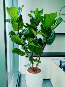 Cây Xanh Văn Phòng Thuê Theo Mệnh – Lựa Chọn Chuẩn Phong Thủy 2026