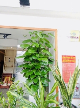 Cội Nguồn Xanh – Đơn Vị Cho Thuê Cây Xanh Văn Phòng Chuyên Nghiệp