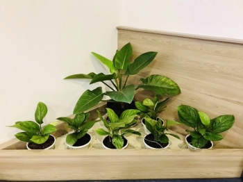 Trải Nghiệm Thực Tế Dịch Vụ Cho Thuê Cây Xanh Tại Cội Nguồn Xanh