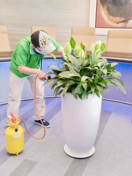 Giải Pháp Cho Thuê Cây Xanh 2026 Cho Tòa Nhà Văn Phòng 5–20 Tầng