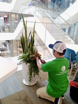 Những Lỗi Thường Gặp Khi Tự Chăm Cây Và Vì Sao Nên Chọn Dịch Vụ Cho Thuê