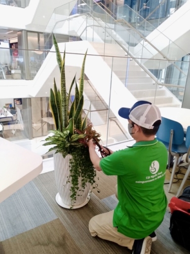 Những Lỗi Thường Gặp Khi Tự Chăm Cây Và Vì Sao Nên Chọn Dịch Vụ Cho Thuê