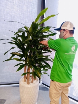 Cho Thuê Cây Xanh Kháng Côn Trùng