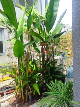 Xu Hướng Thiết Kế Tiểu Cảnh Sân Vườn Năm 2025