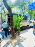 Cội Nguồn Xanh Thi Công Sân Vườn Nhà Hàng Son Tại Phường Sài Gòn TP.HCM