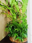 Cội Nguồn Xanh Thi Công Sân Vườn Nhà Hàng Son Tại Phường Sài Gòn TP.HCM