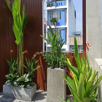 Thi công sân vườn nhà phố Quận 12 TP.HCM