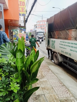 Thi Công Tiểu Cảnh Sân Vườn Trọn Gói – Giải Pháp Xanh Cho Mọi Không Gian