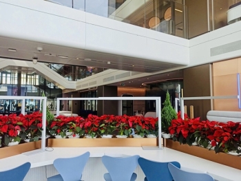 Trang Trí Văn Phòng Với Cây Trạng Nguyên Và Cây Sơn Tùng