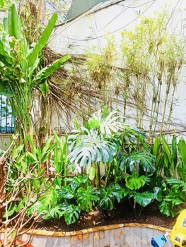 Trồng Cây Cho Tiểu Cảnh Văn Phòng Công Ty Inn Saigon