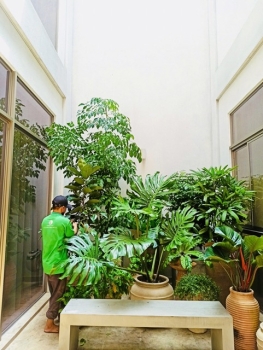 Trồng Cây Xanh Cho Biệt Thự Quận Tân Bình TP.HCM