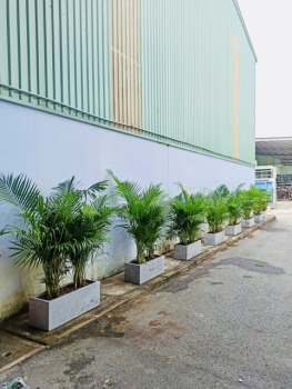 Thi Công Trồng Cây Xanh Cho Nhà Máy Sản Xuất Nến Ở Bình Dương